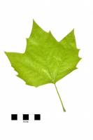 Platane - feuille isolée sur fond blanc (Platunus acerifolia)